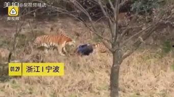 成都老虎爆料视频最新,揭秘背后惊人真相 第3张 成都老虎爆料视频最新,揭秘背后惊人真相 第3张