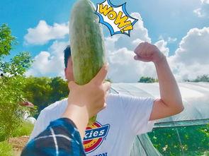 网红今日吃瓜,揭秘娱乐圈最新热点事件